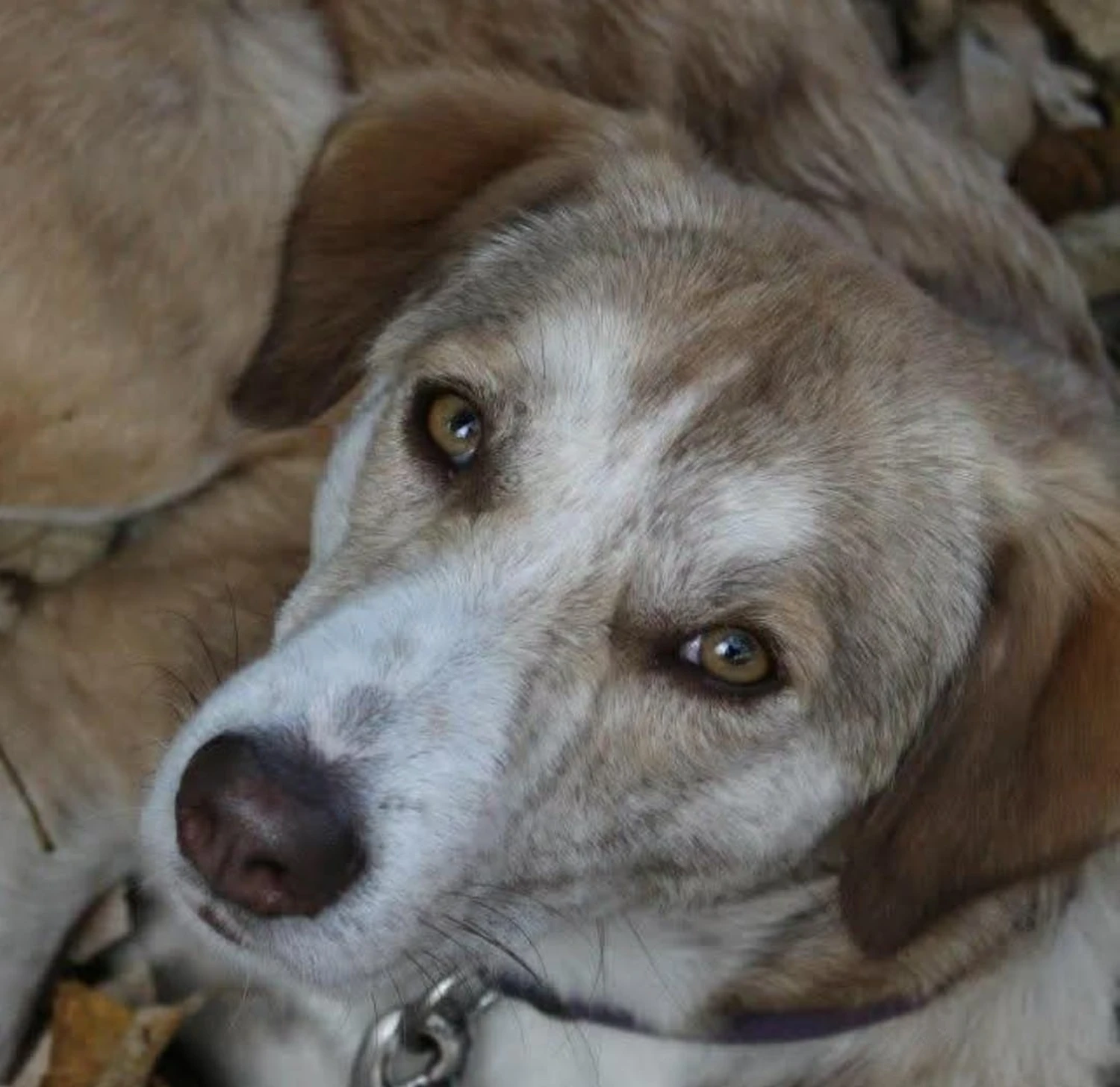 Kind mit Hund von Gemeinsam Stark