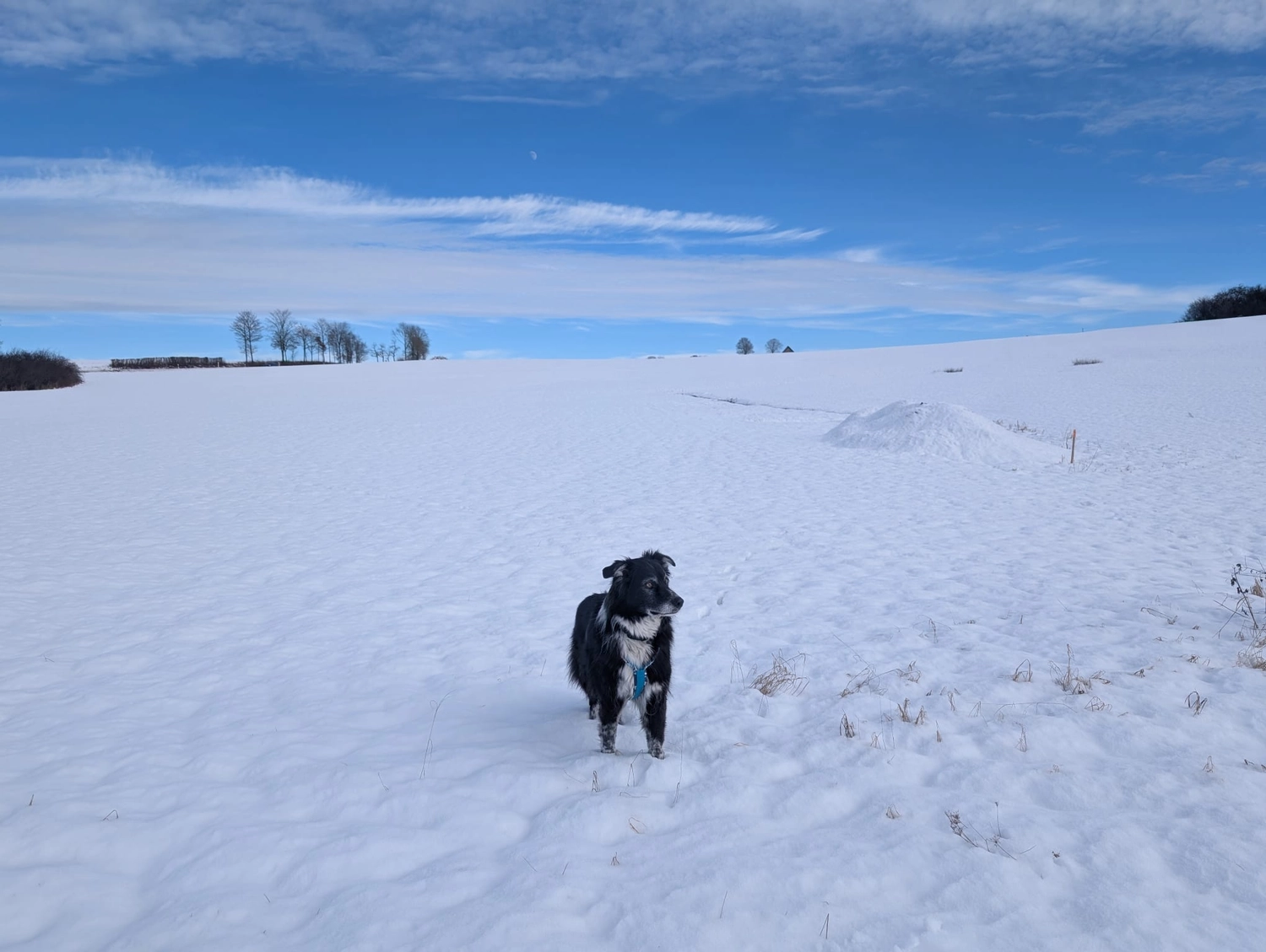 Hund im Wald von Gemeinsam Stark