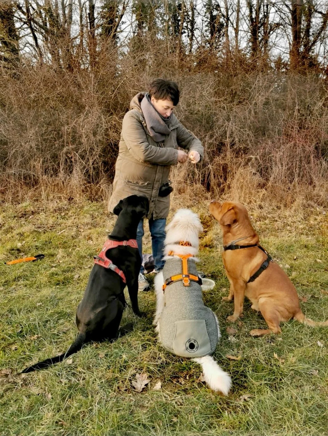 Hund im Wald von Gemeinsam Stark