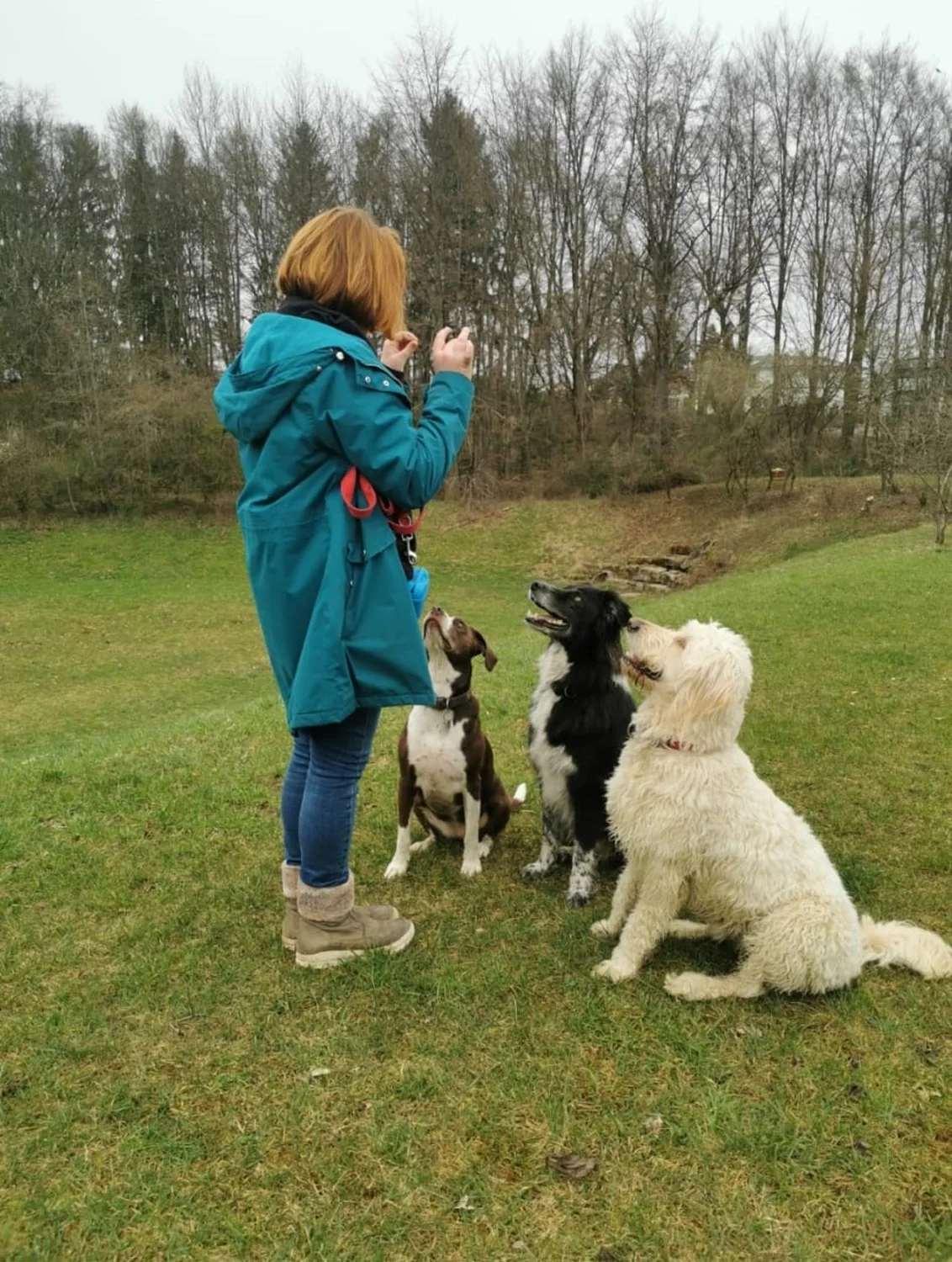 Den Hund mit Gemeinsam stark trainieren