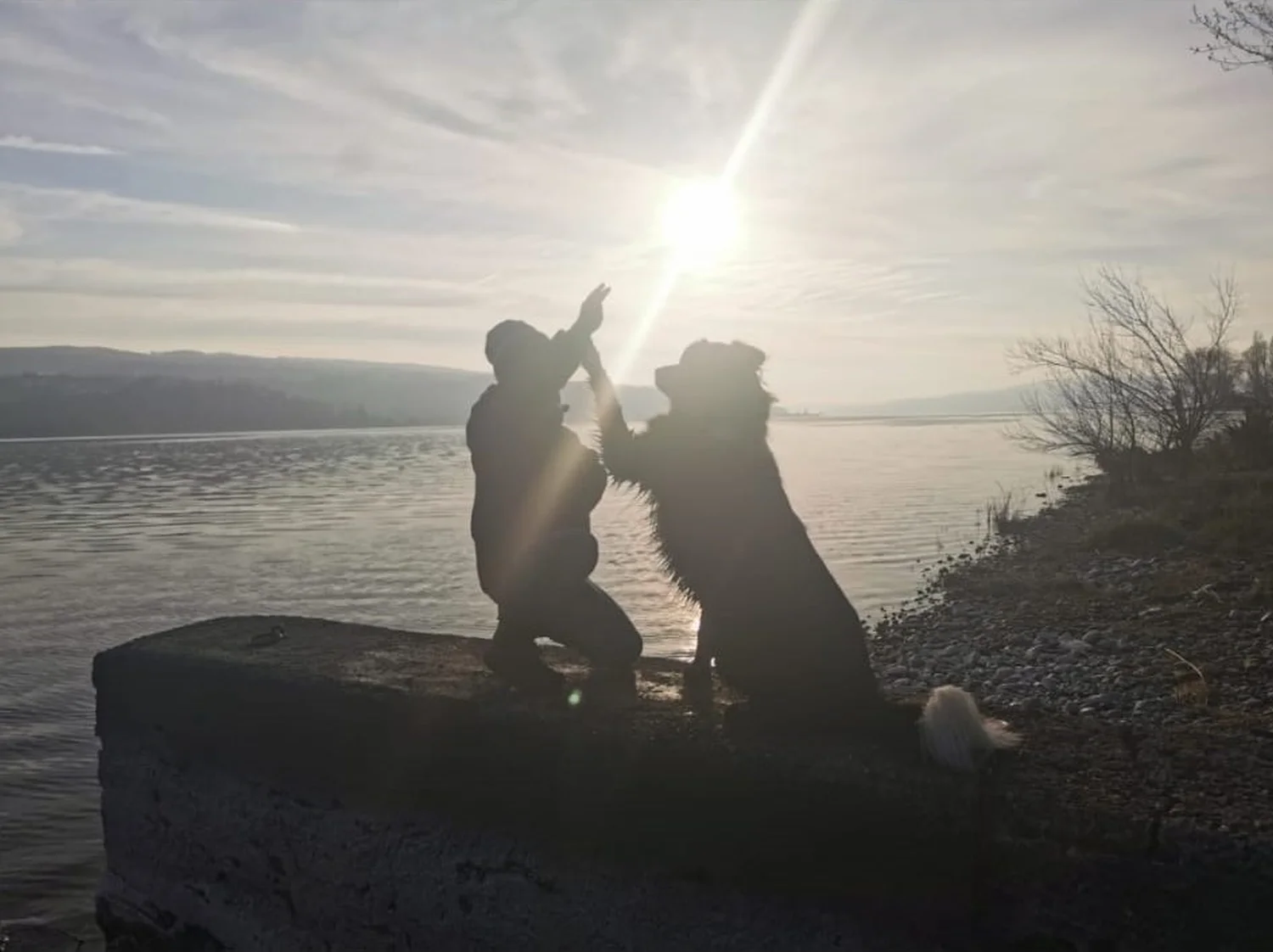 Hunde spielen mit Person aus Gemeinsam stark
