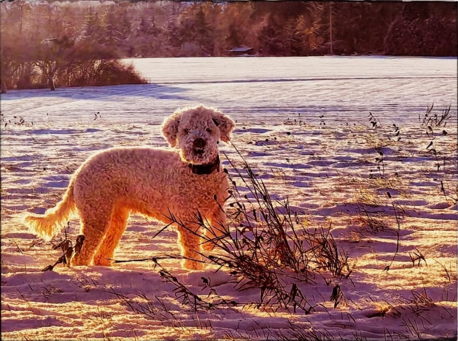 Hunde von Gemeinsam  von Gemeinsam Stark