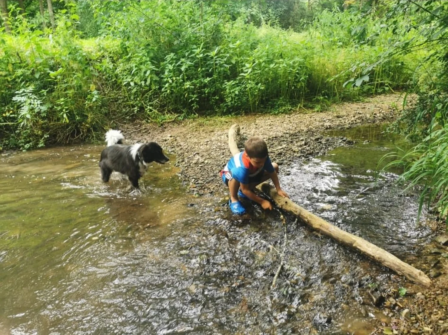 Hunde von Gemeinsam  von Gemeinsam Stark
