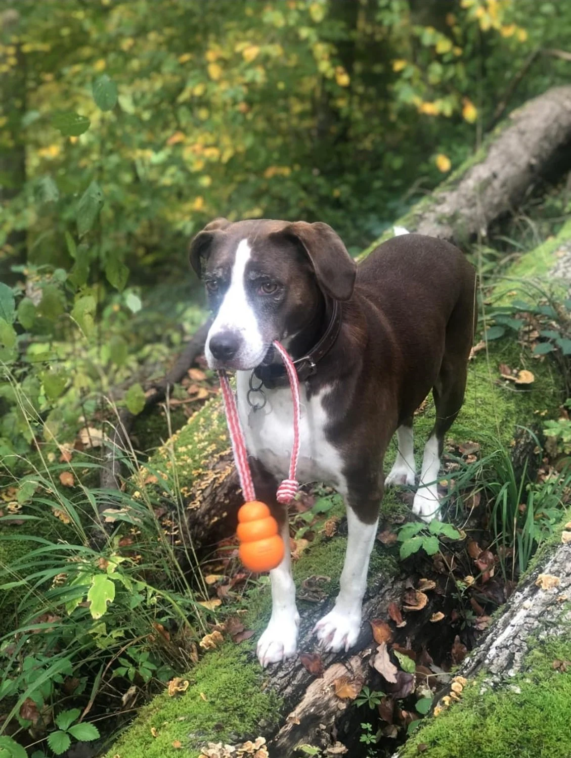 Hunde von Gemeinsam  von Gemeinsam Stark