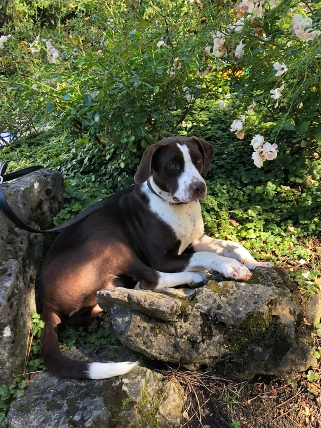 Hund im Wald von Gemeinsam Stark