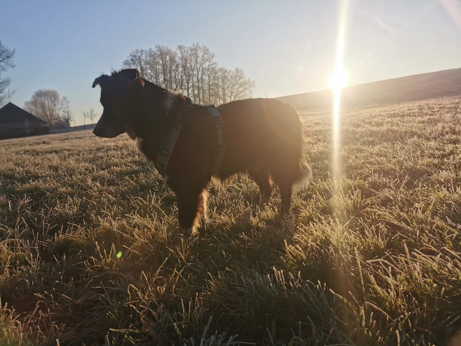 Hund im Wald von Gemeinsam Stark