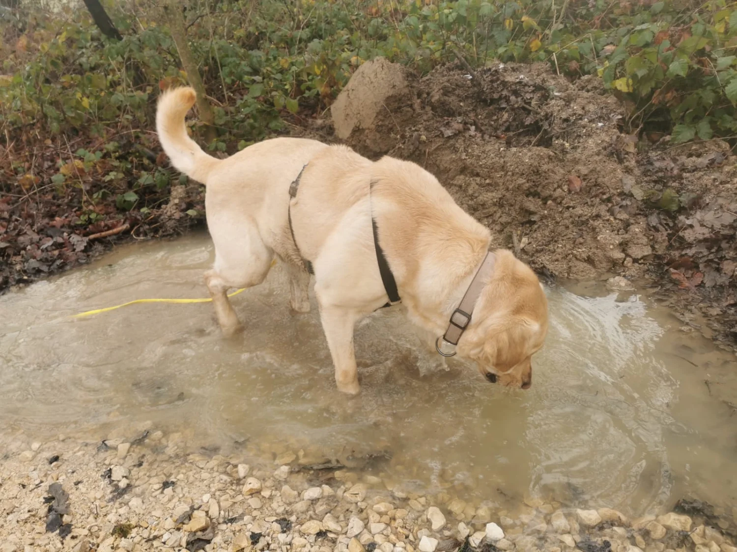 Hunde von Gemeinsam  von Gemeinsam Stark
