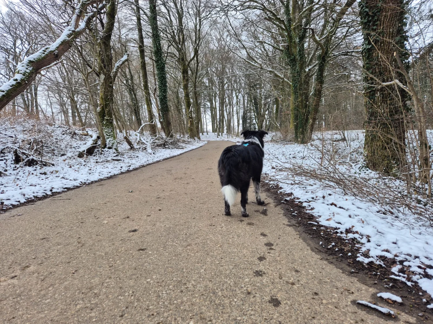 Hund im Wald von Gemeinsam Stark