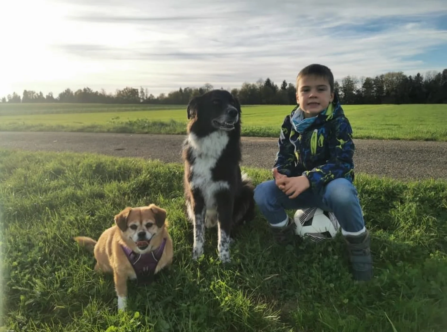 Kind mit Hunden von Gemeinsam stark von Gemeinsam Stark