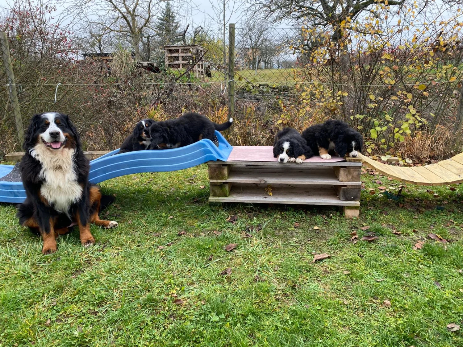 Hund im Wald von Gemeinsam Stark