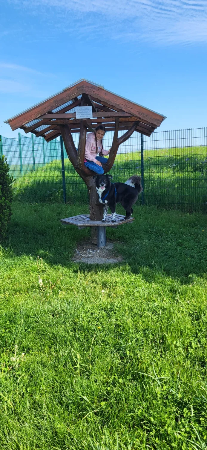 Hund im Wald von Gemeinsam Stark