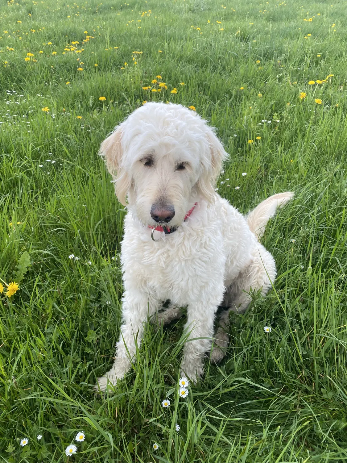 Hund im Wald von Gemeinsam Stark