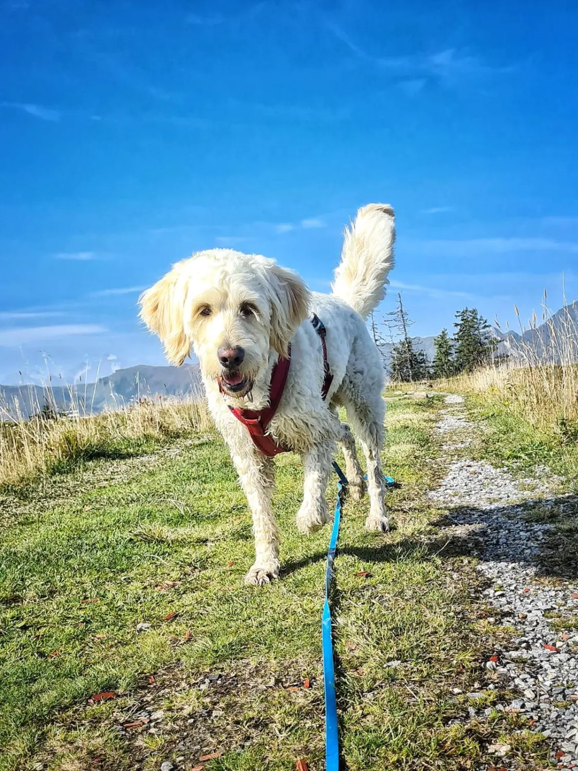 Hund im Garten von Gemeinsam stark 