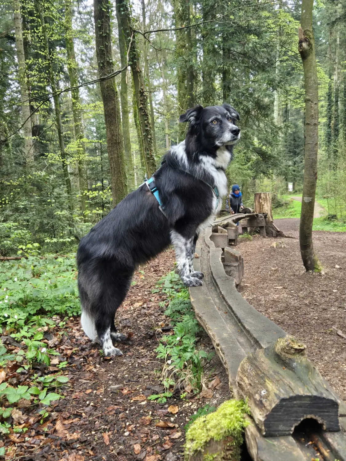 Hund im Wald von Gemeinsam Stark
