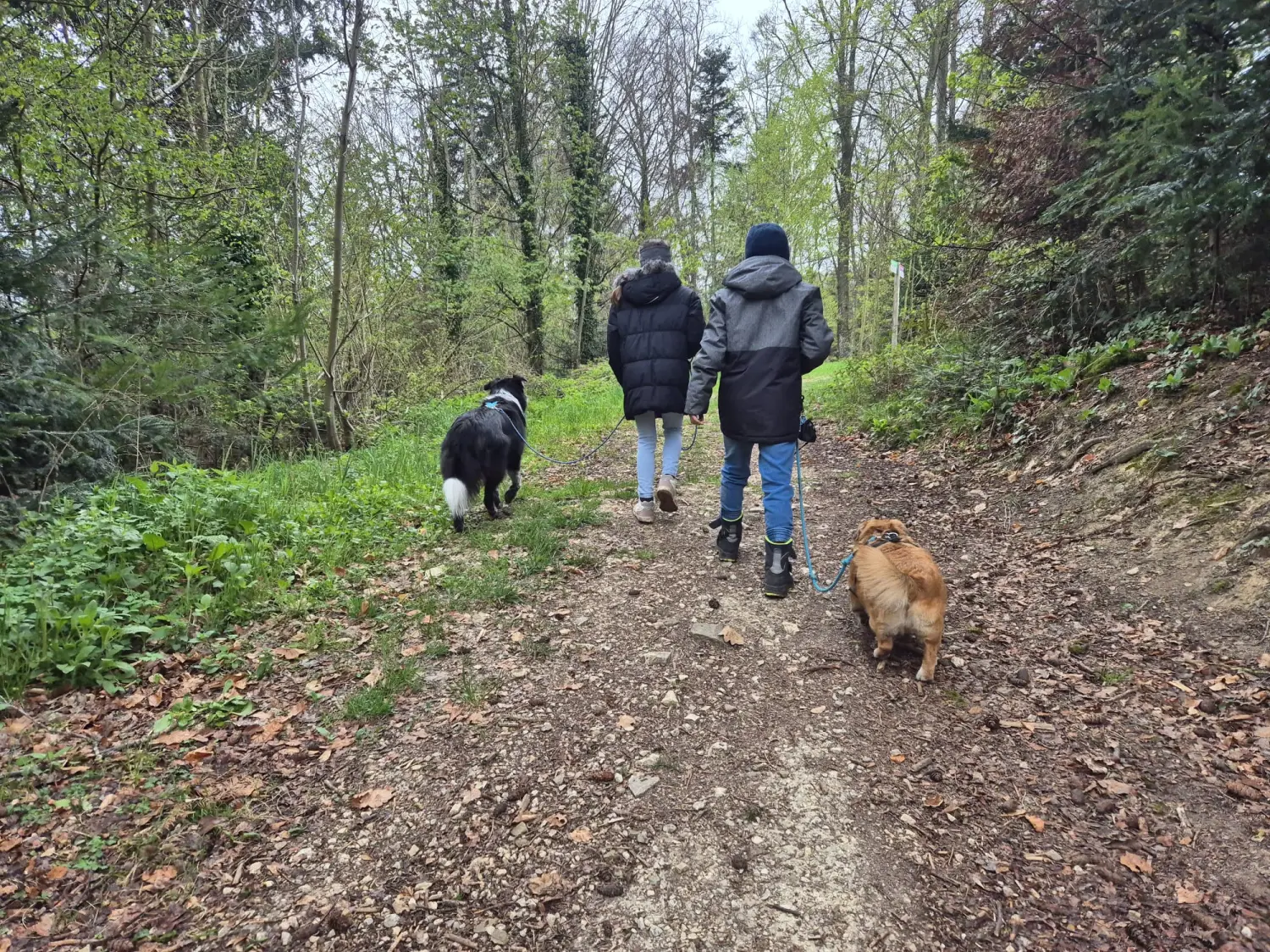 Hund im Wald von Gemeinsam Stark