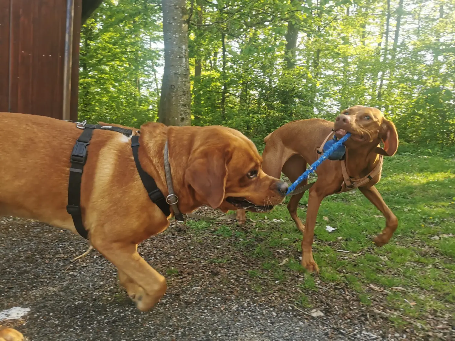 Hund im Garten von Gemeinsam Stark