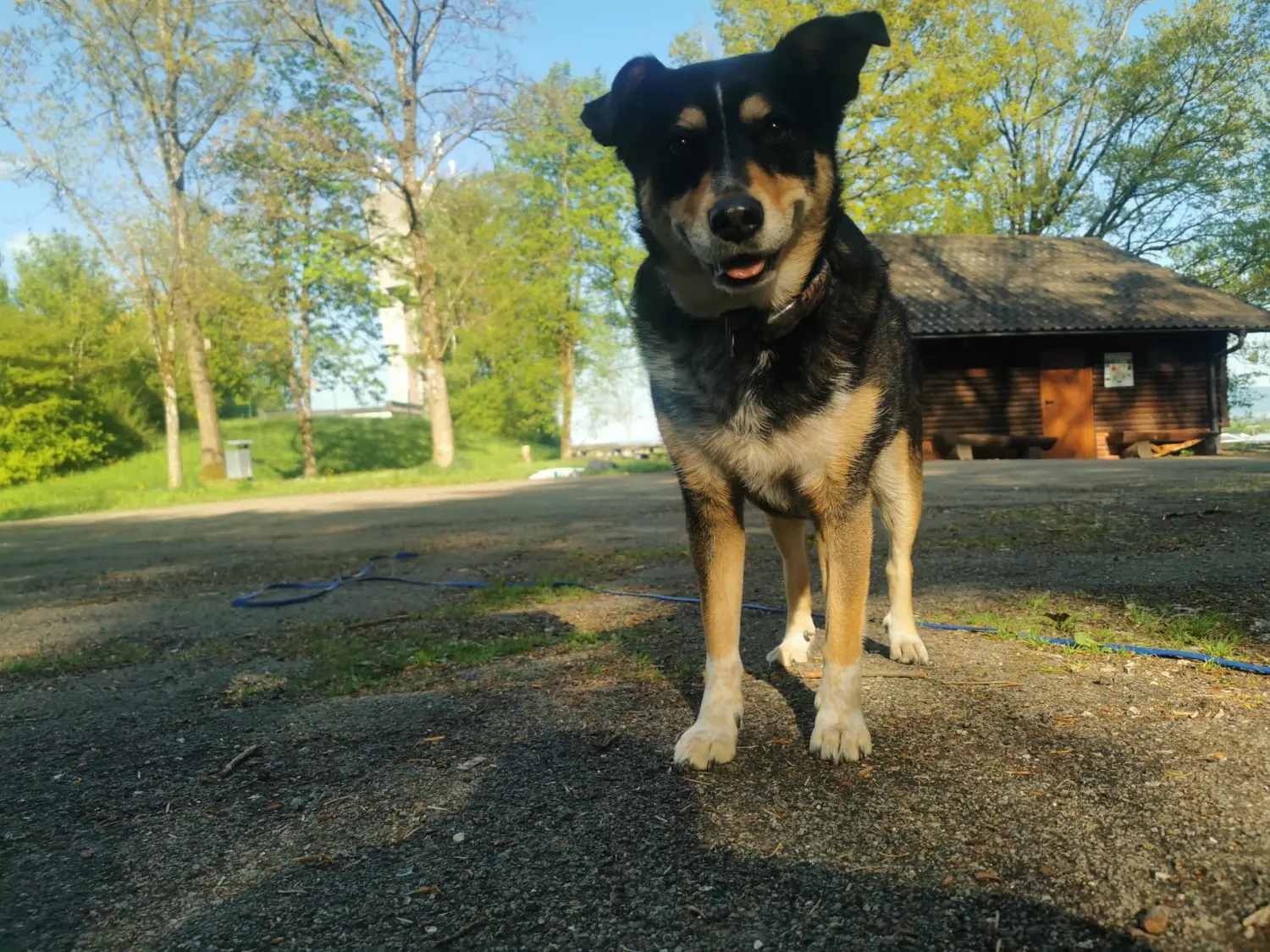 Hund im Garten von Gemeinsam Stark