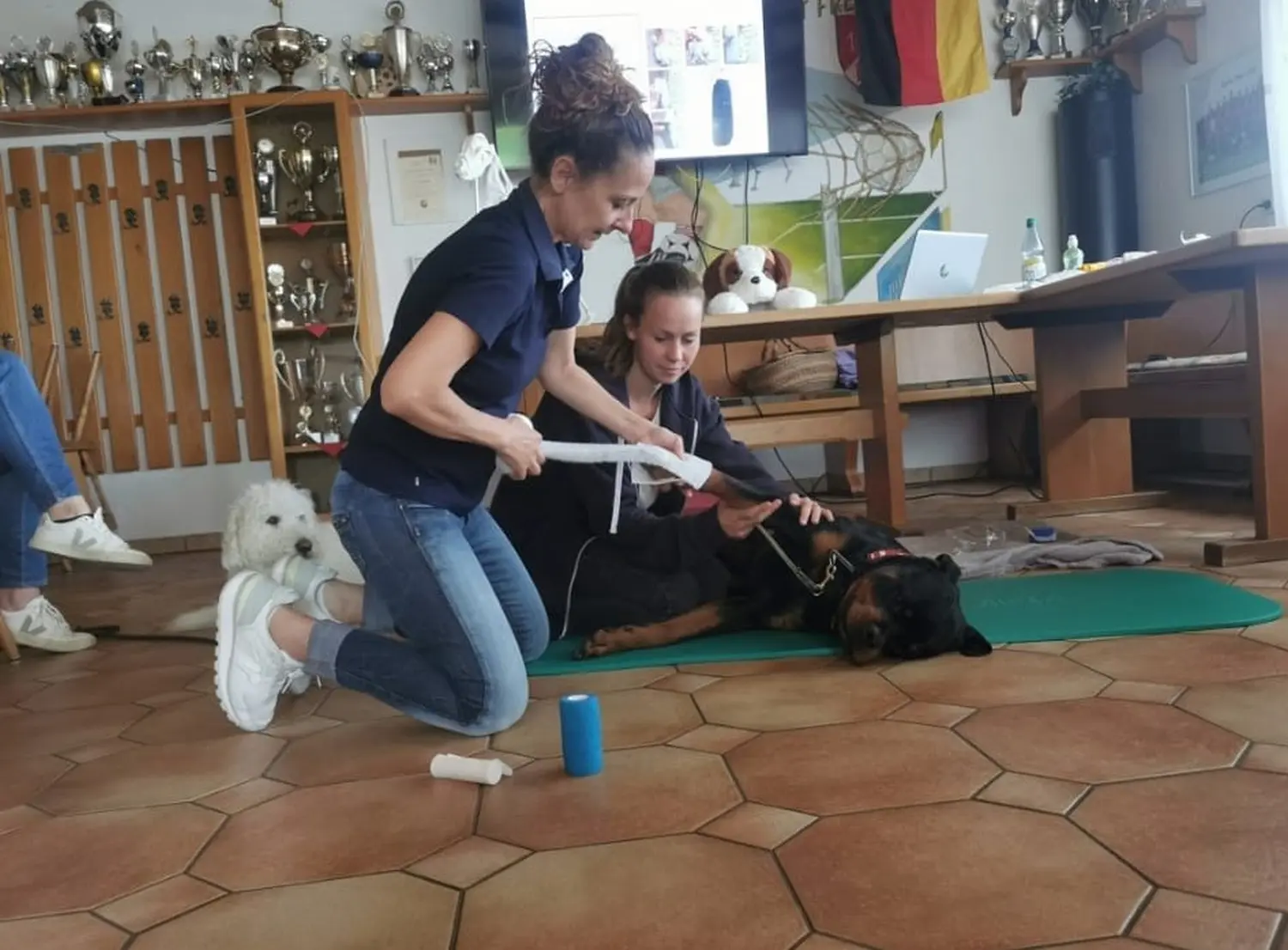 Hund im Wald von Gemeinsam Stark