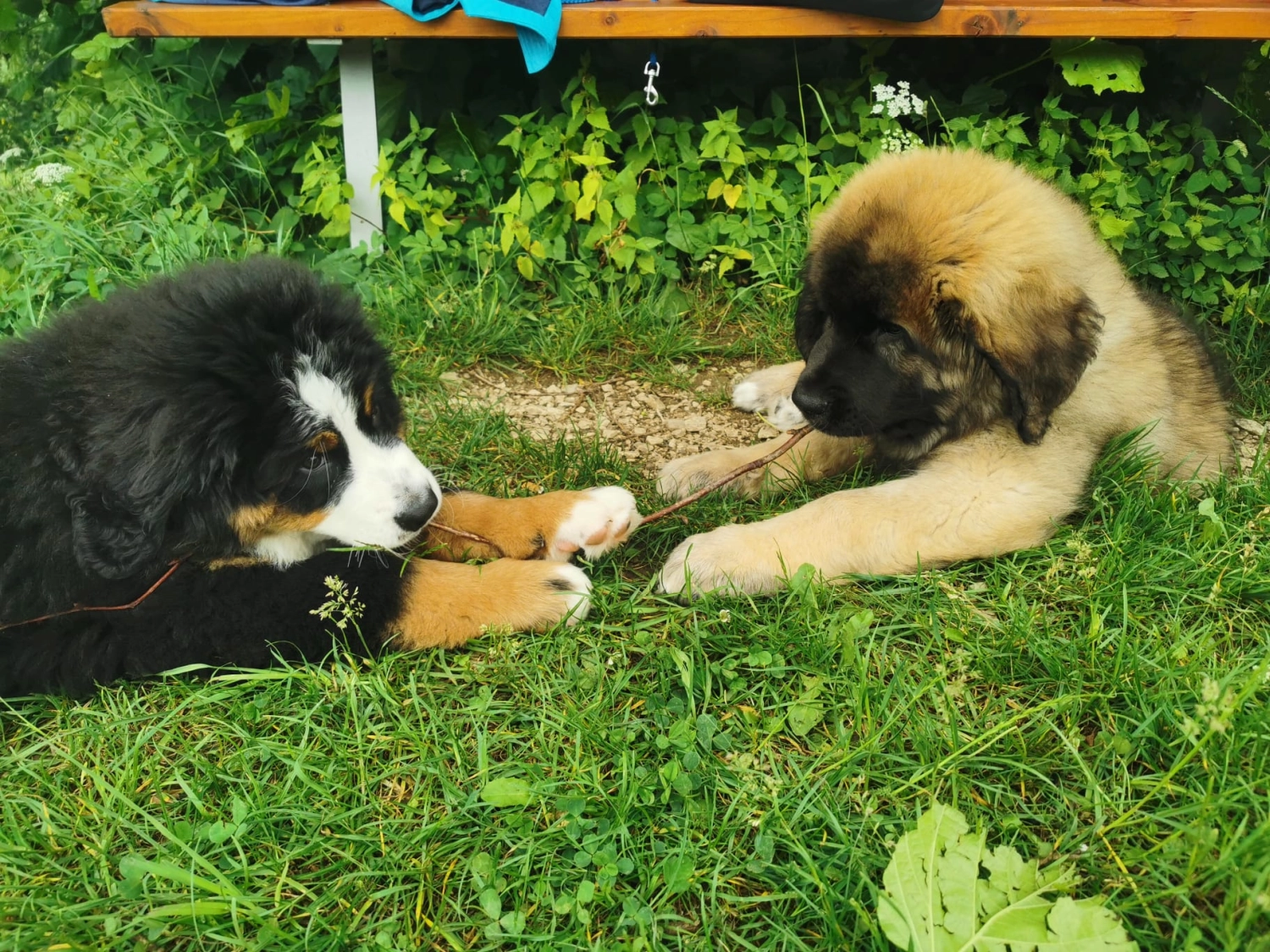 Hund mit Dame von Gemeinsam Stark