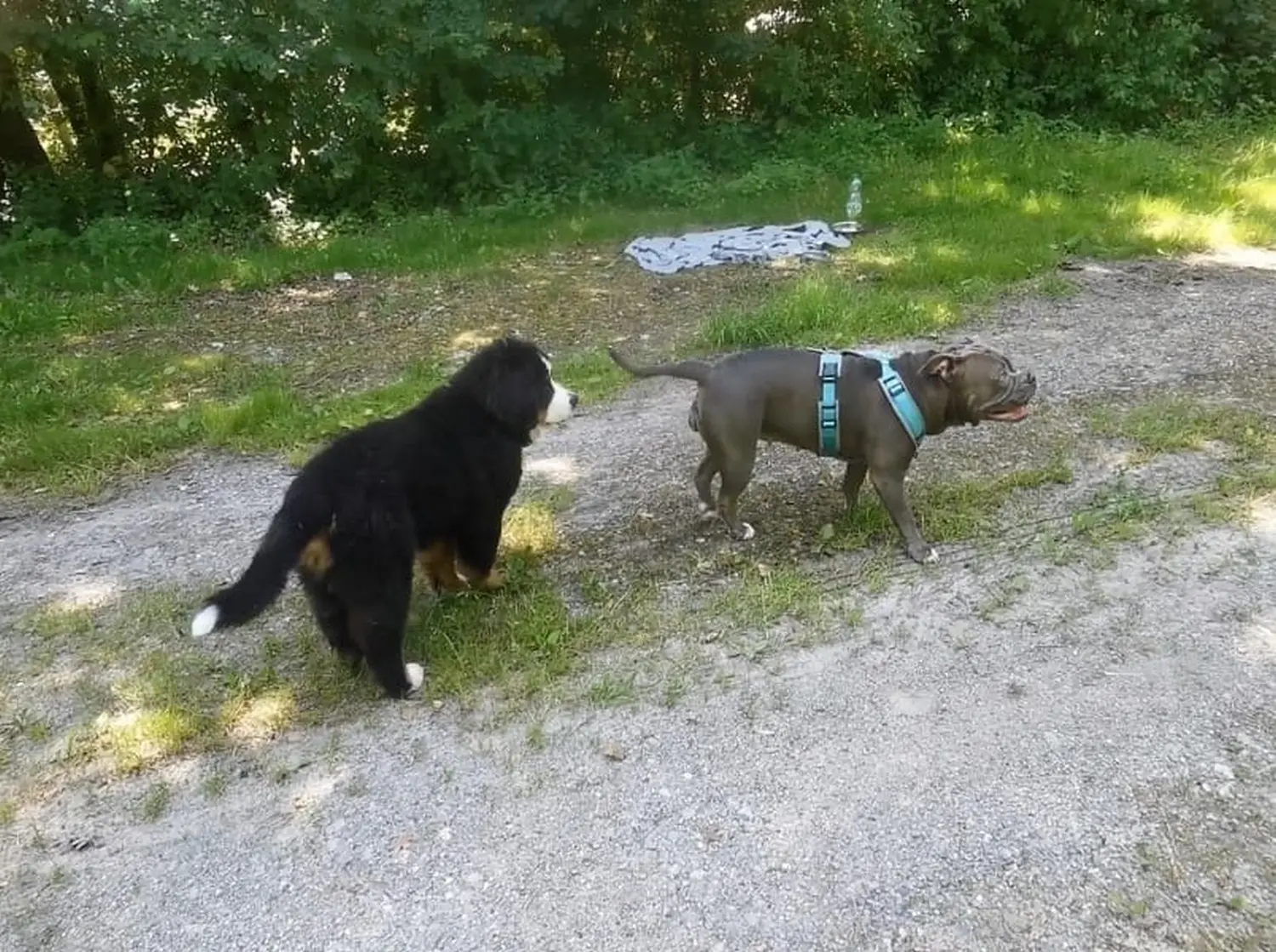 Hund im Wald von Gemeinsam Stark