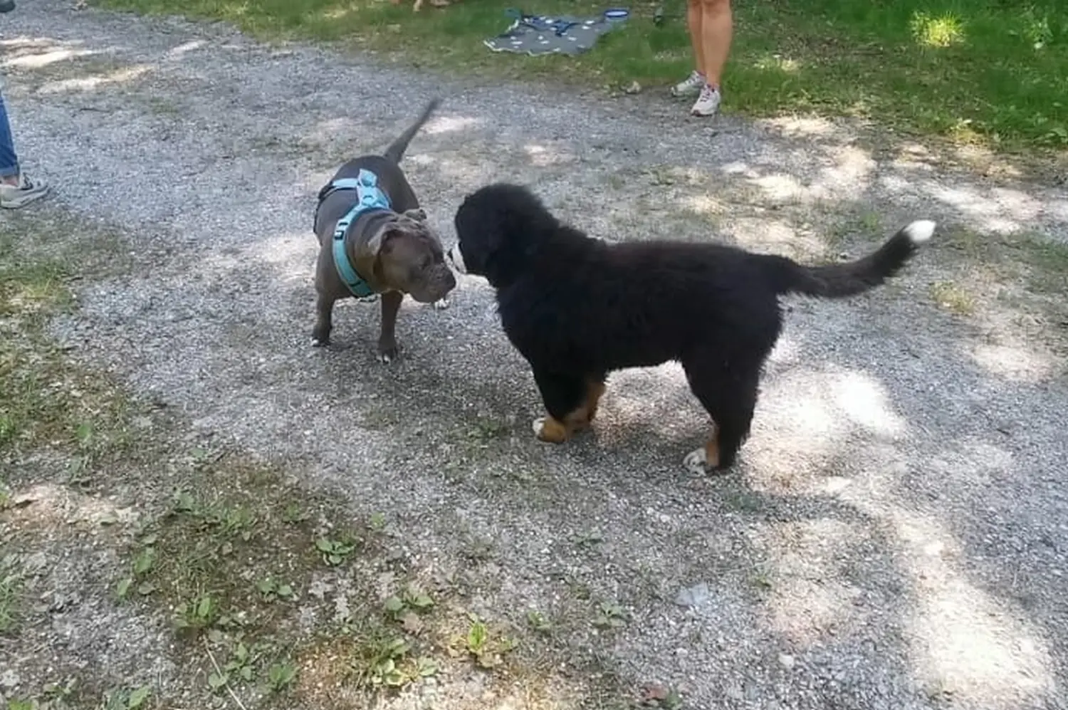 Hund im Wald von Gemeinsam Stark