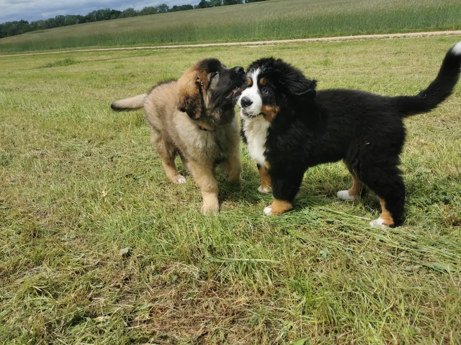Hund im Garten von Gemeinsam stark 