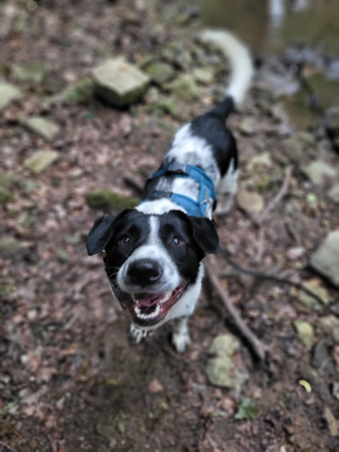 Hund im Wald von Gemeinsam Stark