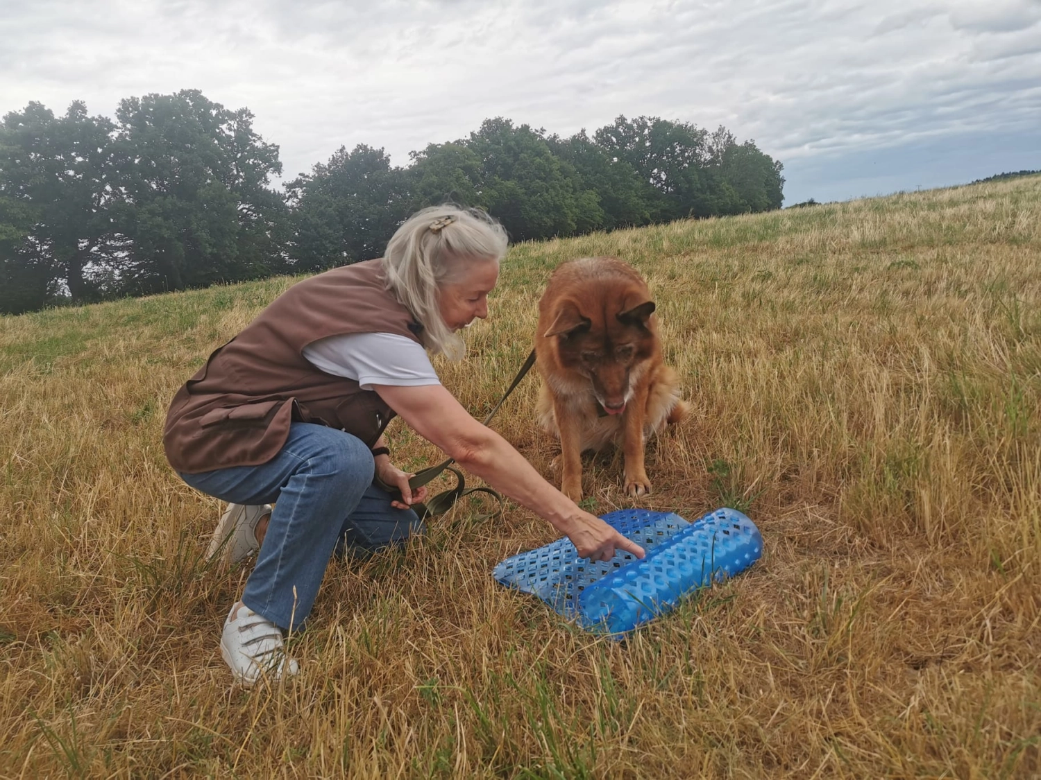 Hund im Wald von Gemeinsam Stark