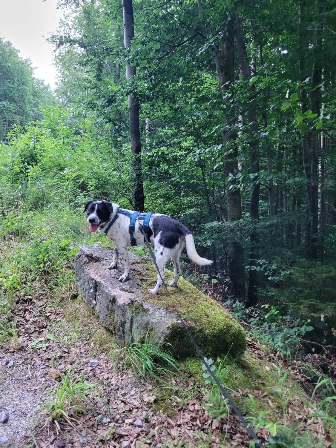 Hund im Wald von Gemeinsam Stark