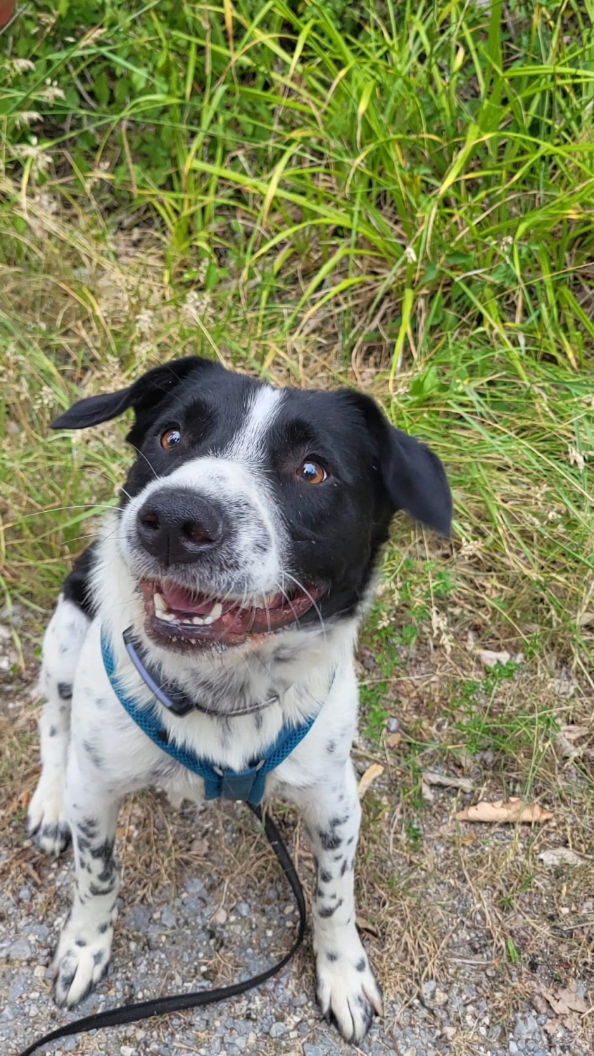 Hund im Wald von Gemeinsam Stark
