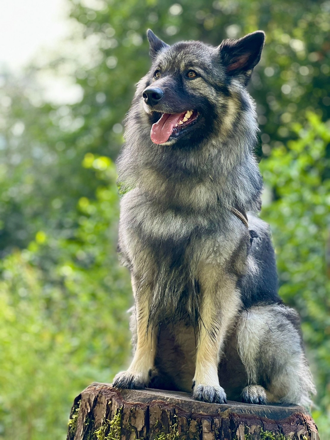 Hund im Wald von Gemeinsam Stark