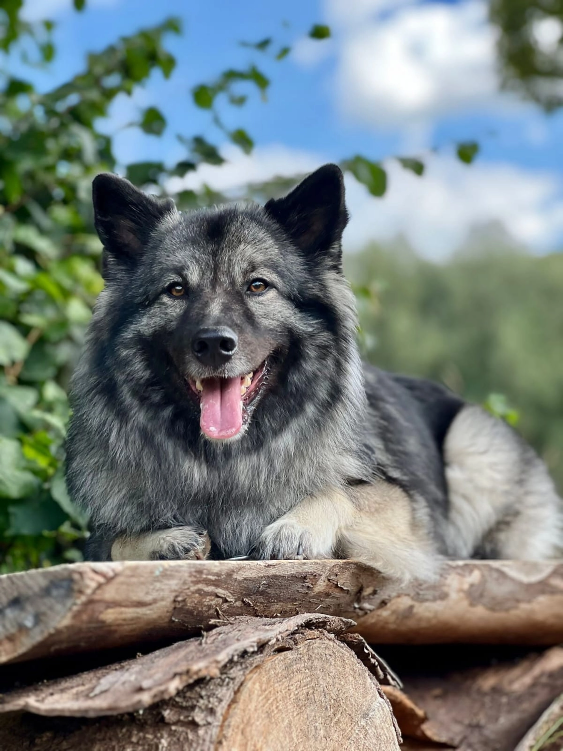 Hund im Wald von Gemeinsam Stark