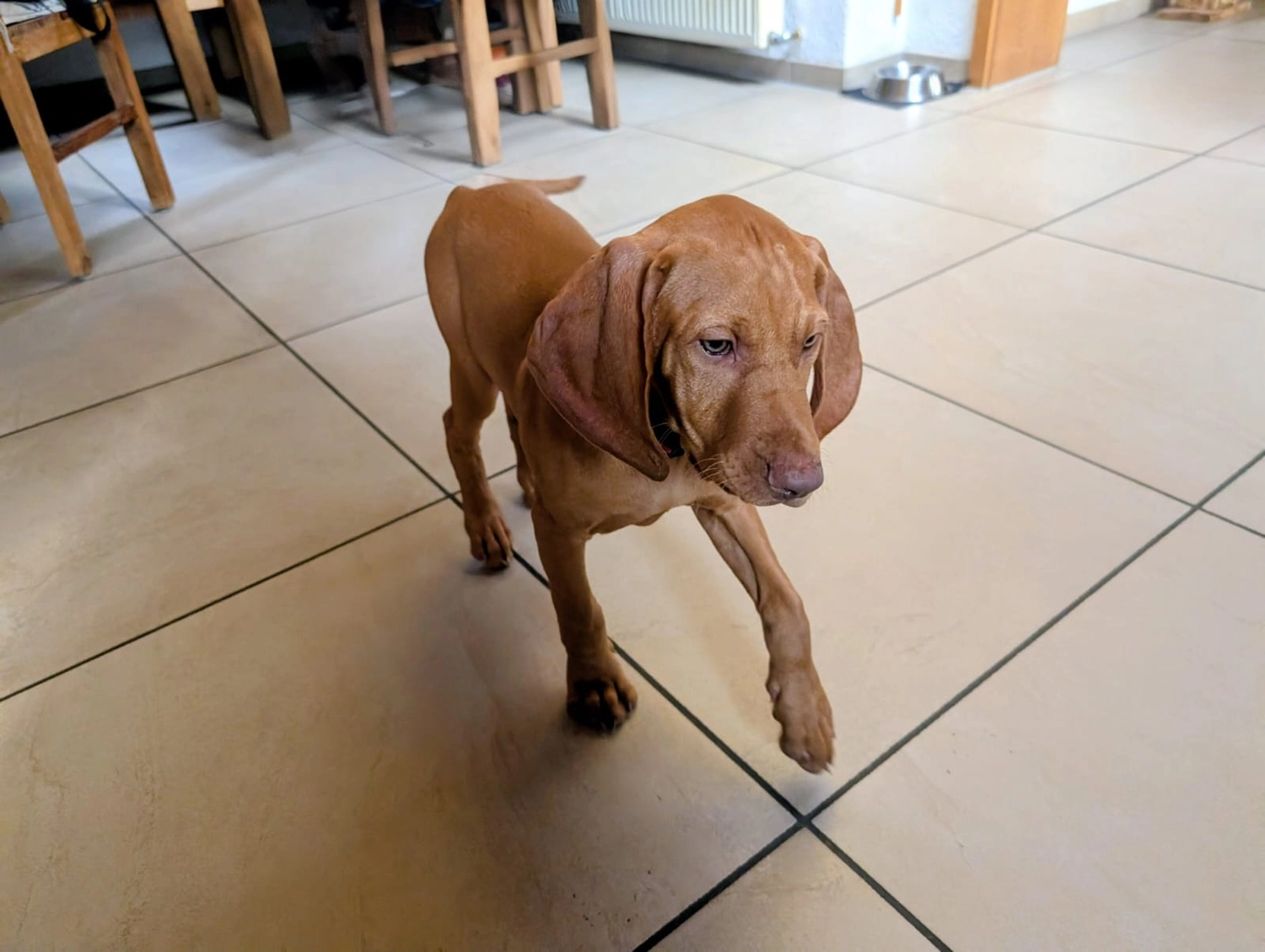 Hund im Wald von Gemeinsam Stark