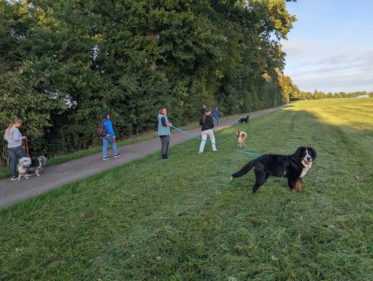 Hund im Wald von Gemeinsam Stark