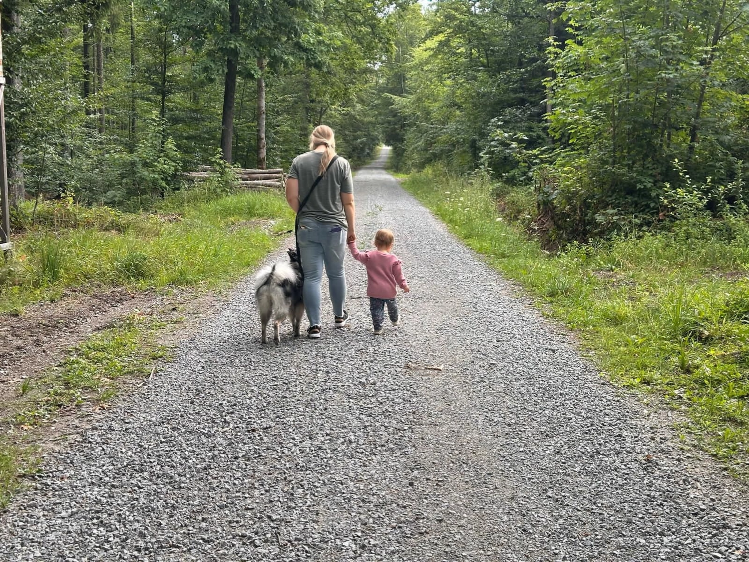 Hund im Wald von Gemeinsam Stark