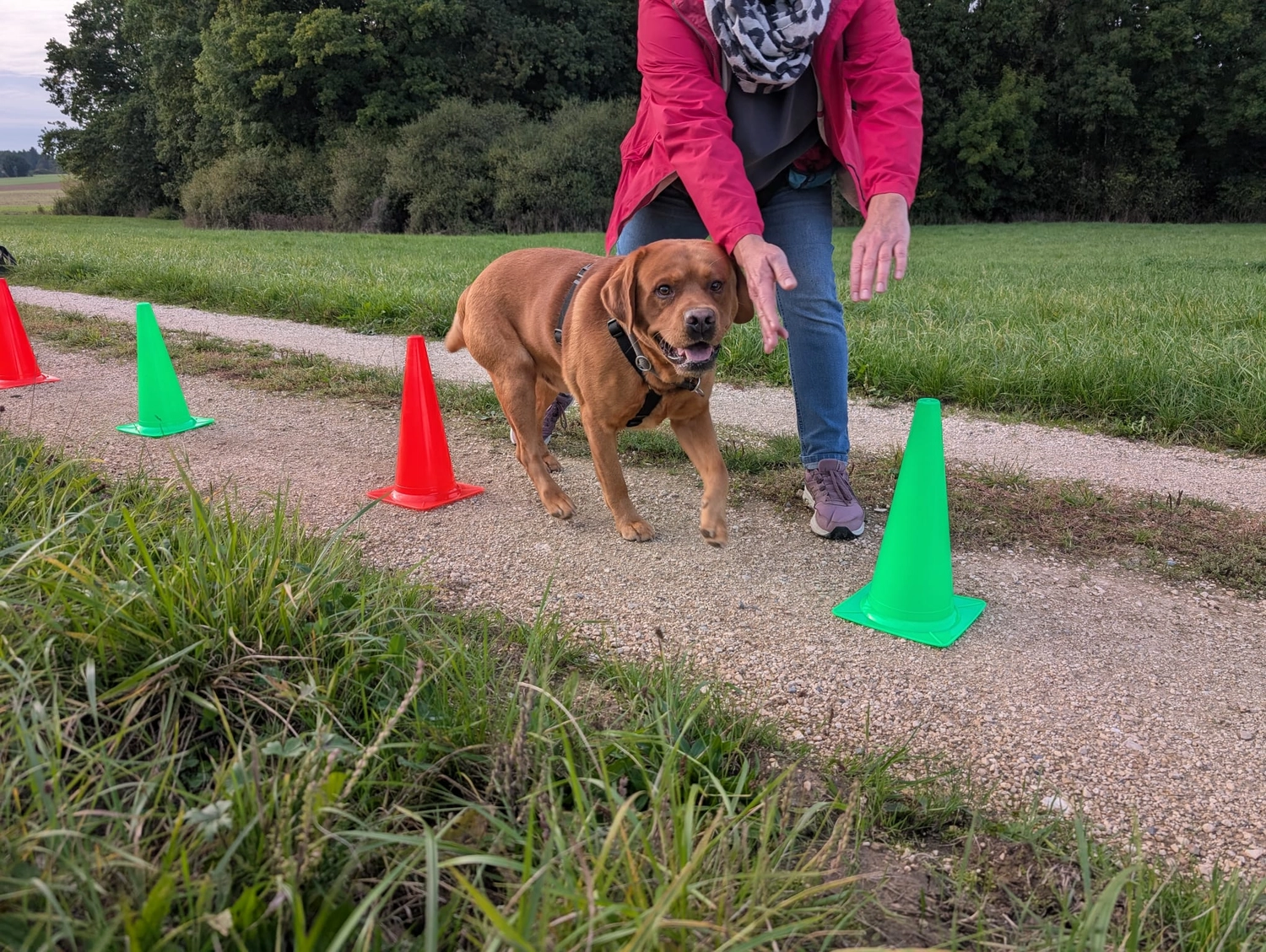 Hund im Wald von Gemeinsam Stark
