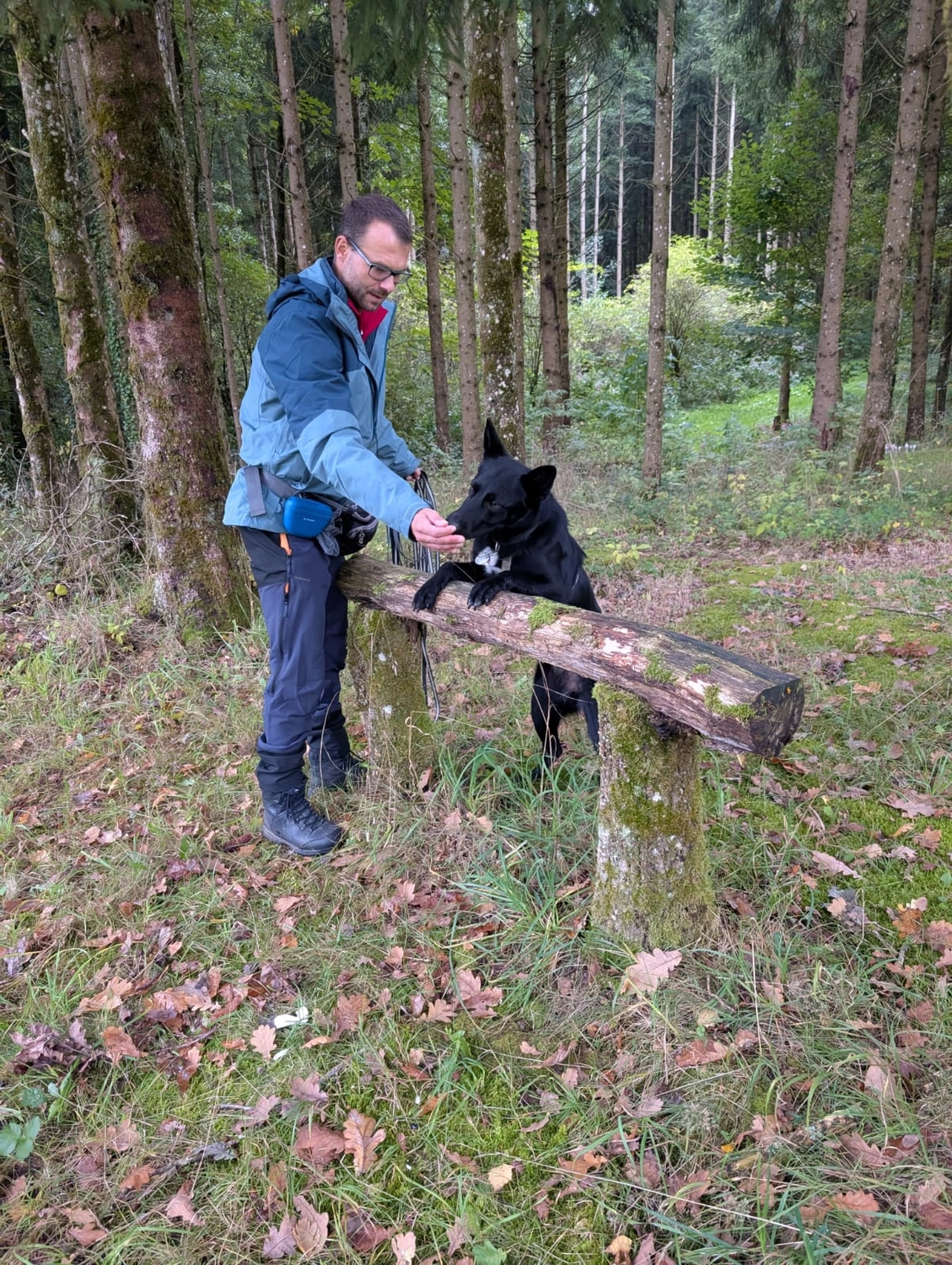 Hund im Wald von Gemeinsam Stark