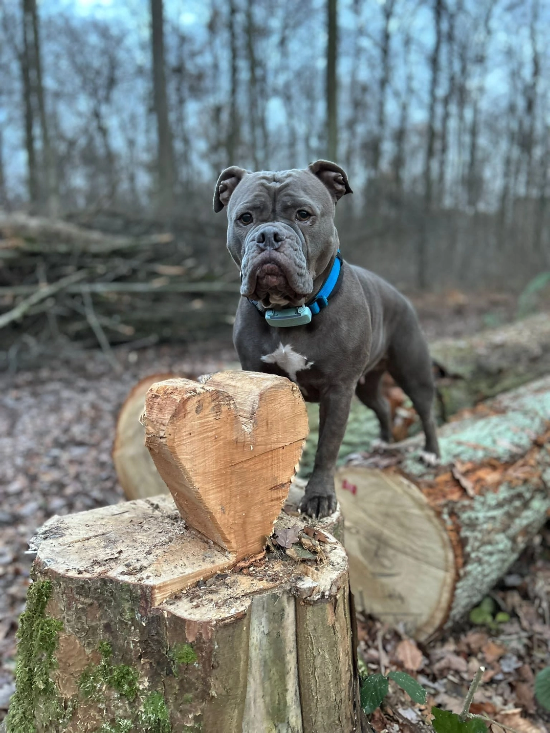 Hund im Wald von Gemeinsam Stark
