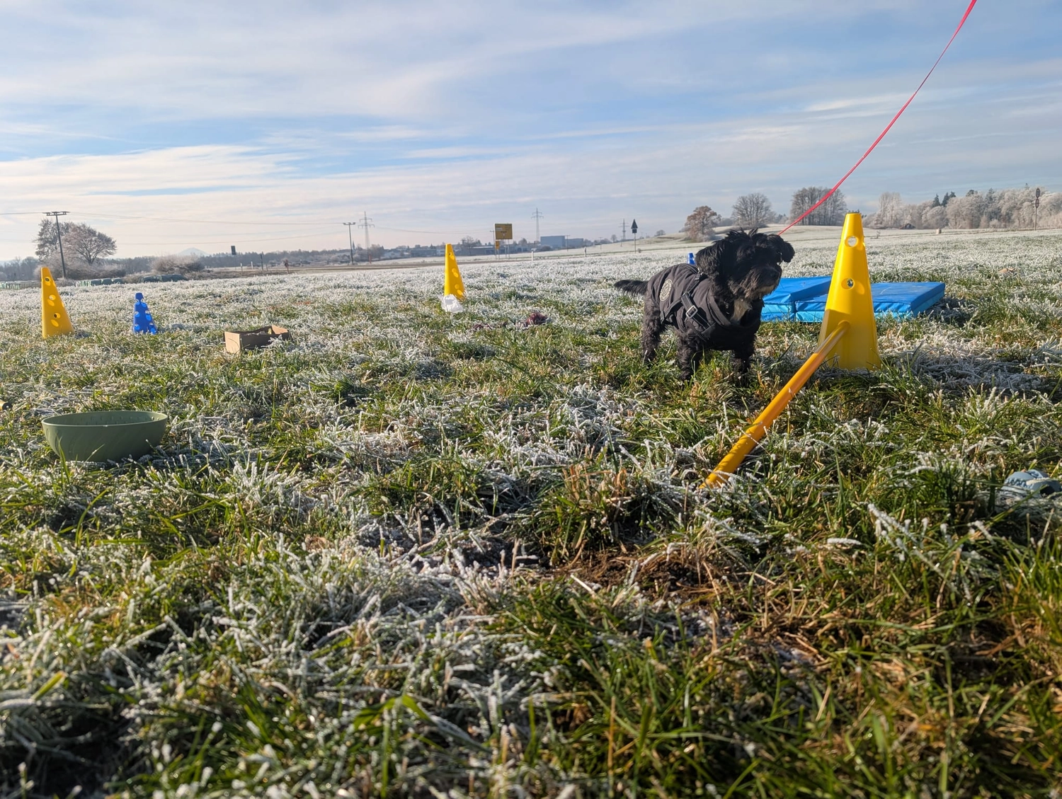 Hund im Wald von Gemeinsam Stark