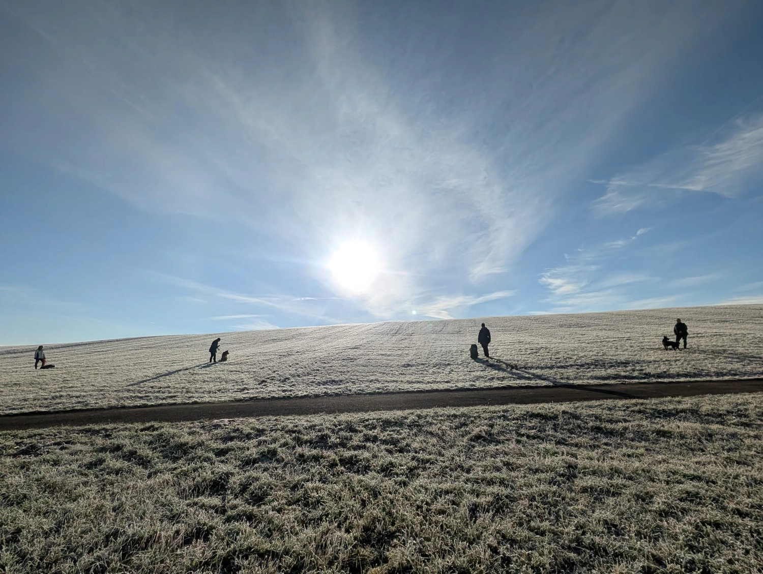 Hund im Wald von Gemeinsam Stark