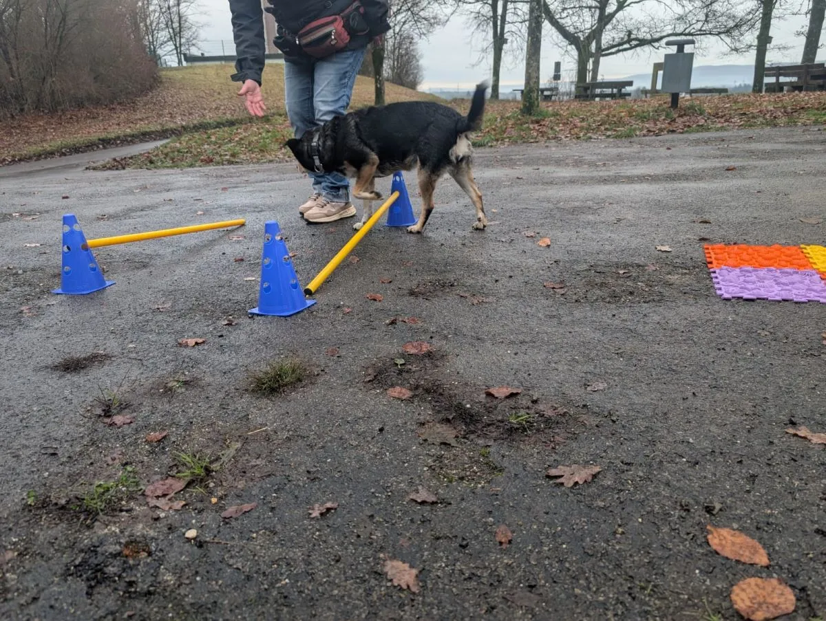 Hund im Wald von Gemeinsam Stark