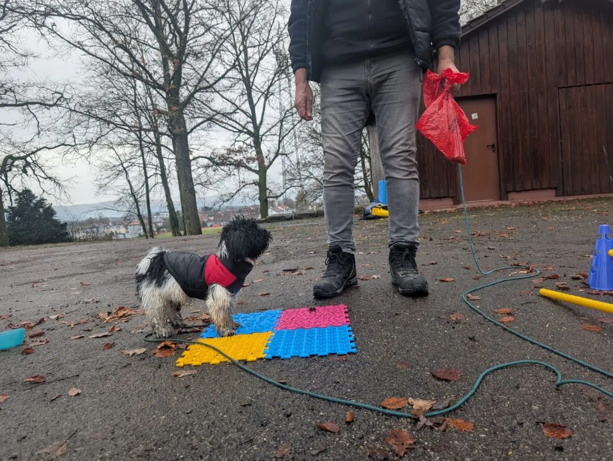 Hund im Wald von Gemeinsam Stark