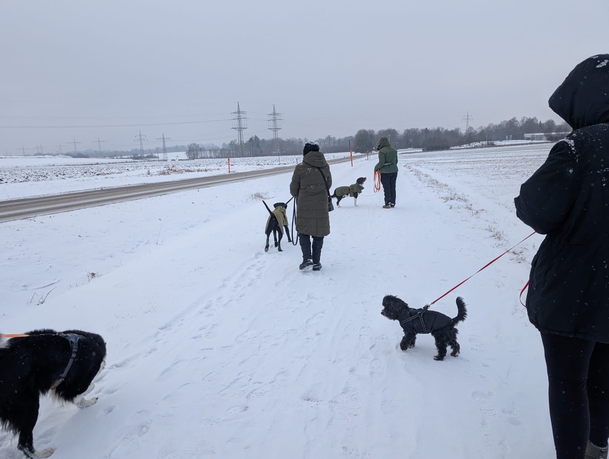 Hund im Wald von Gemeinsam Stark