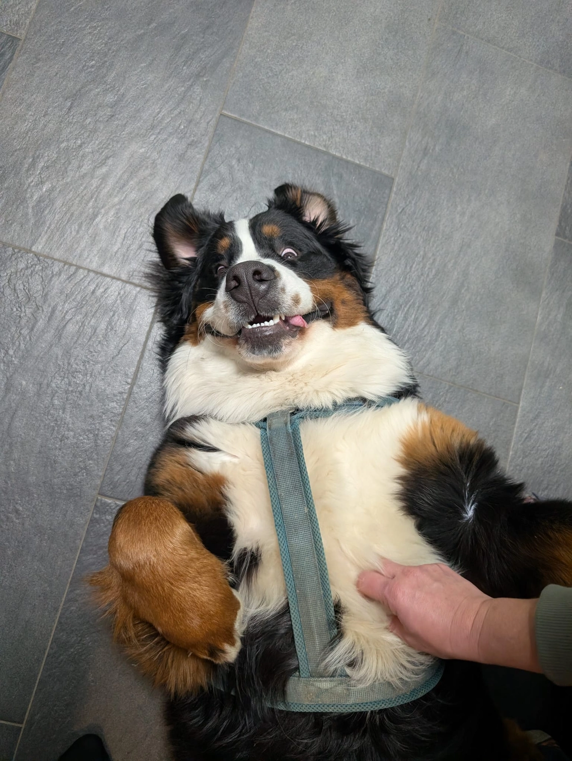 Hund im Wald von Gemeinsam Stark