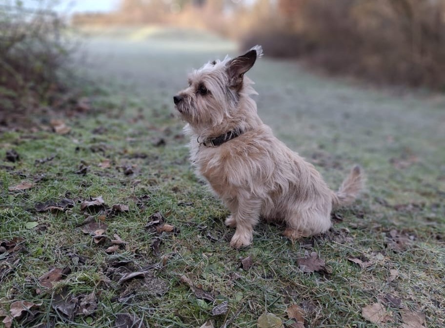 Hund im Wald von Gemeinsam Stark