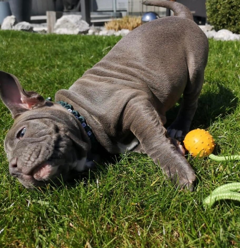 Hund im Wald von Gemeinsam Stark