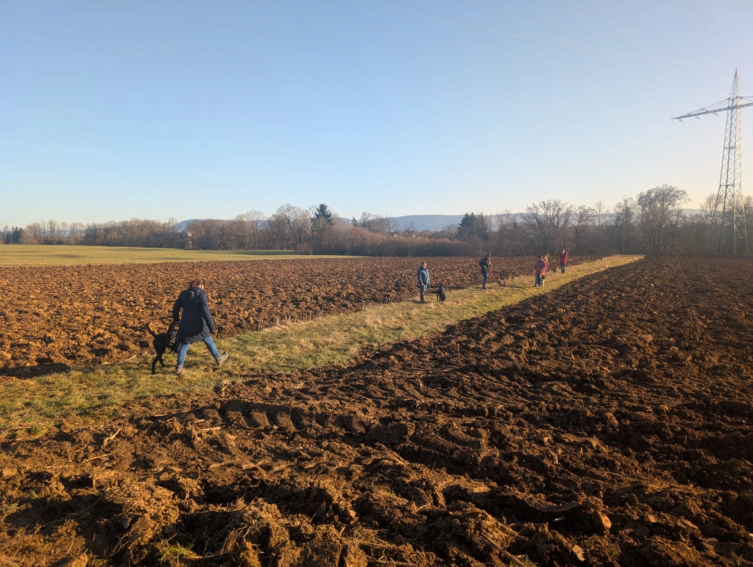 Hund im Wald von Gemeinsam Stark