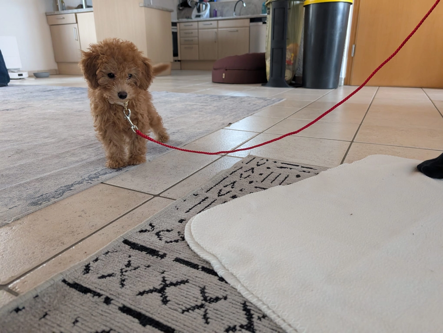 Hund im Wald von Gemeinsam Stark