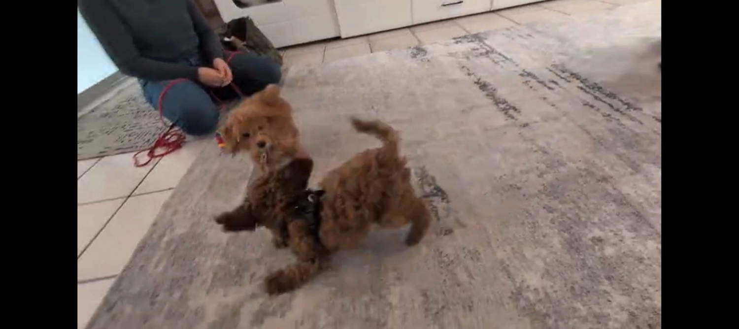 Hund im Wald von Gemeinsam Stark