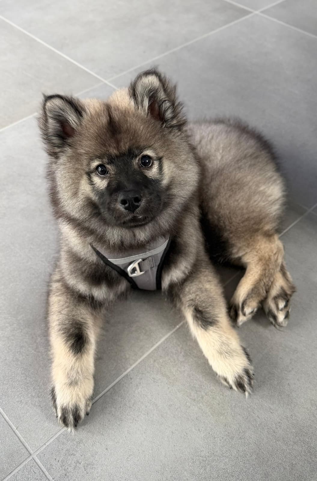 Hund im Wald von Gemeinsam Stark